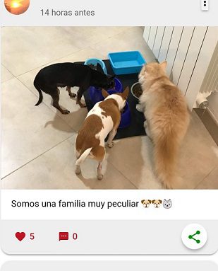 Muro Social Animals App - www.socialanimals.es